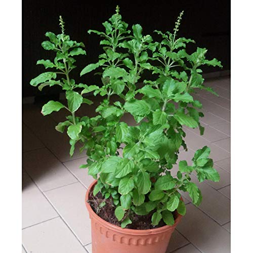 Herb Seeds- Rama Tulsi Seeds - Holy Basil Herbal Tulasi Plant Seeds