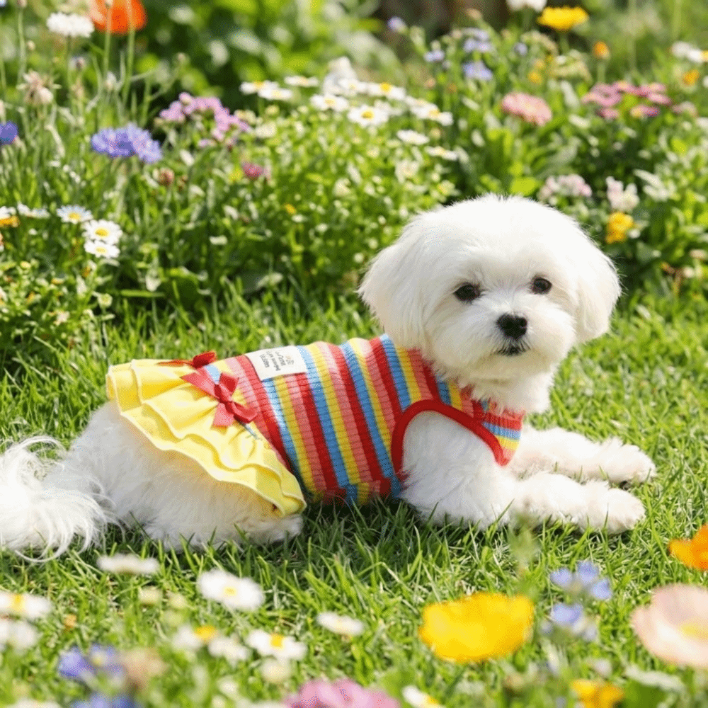 Fashion Thin Breathable Dog Rainbow Striped Skirt Comfortable Ruffle Striped Pet Princess Dress Soft Dog Summer Vest Photography
