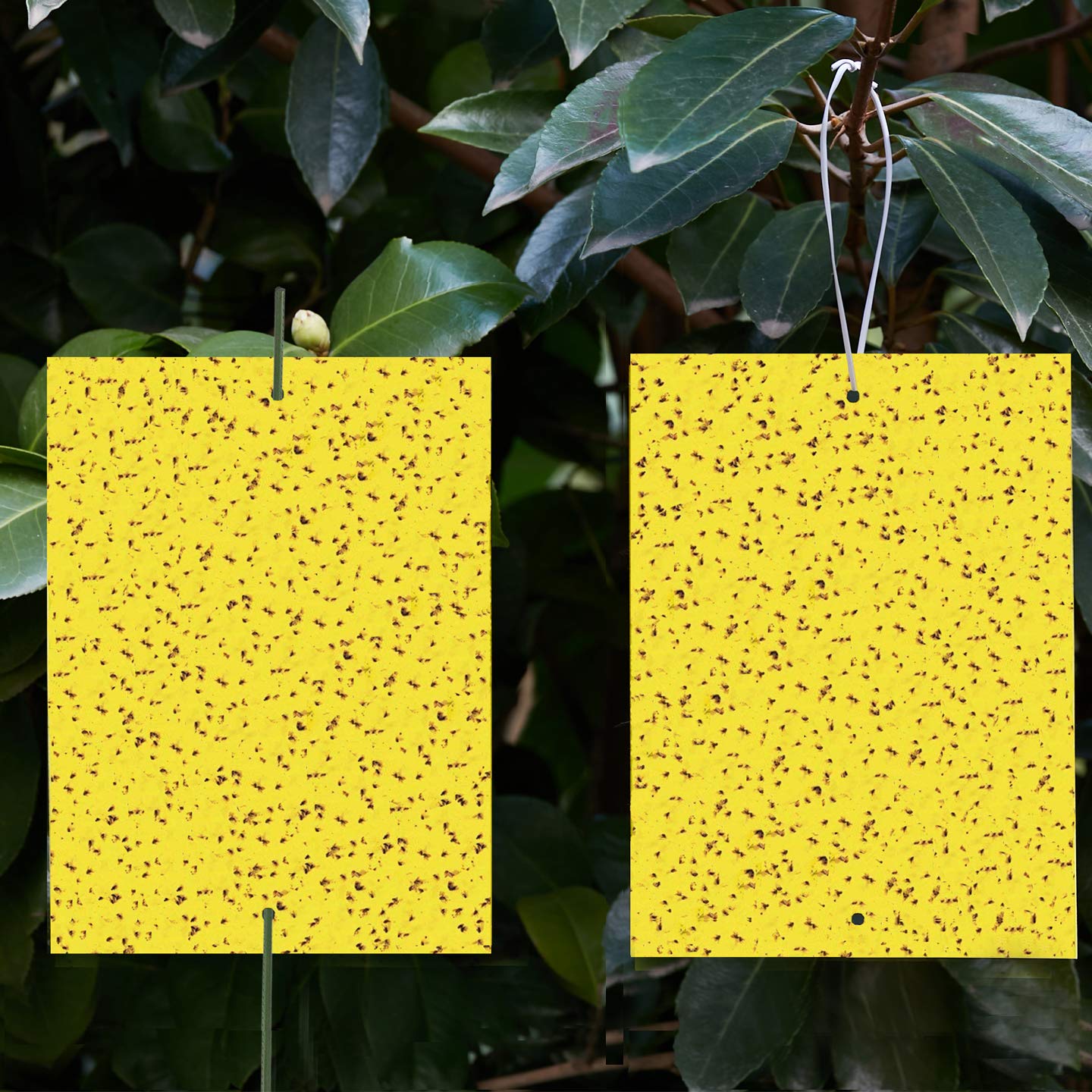 Yellow Sticky Trap Both Sided For Insect Fly Trap - 2 Pcs