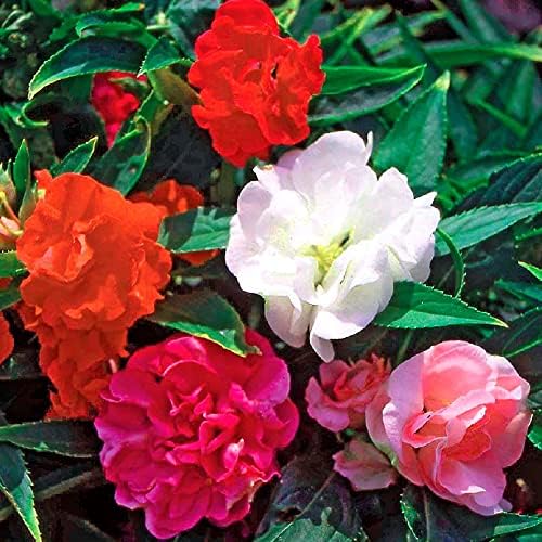 Balsam Camellia Mixed Flower Seeds Impatiens Balsamina Mixed Flower 20 Seeds For Garden And Balcony