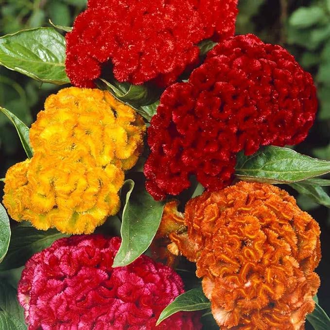 20+ seed Of Cockscomb Mixed Flower Seeds