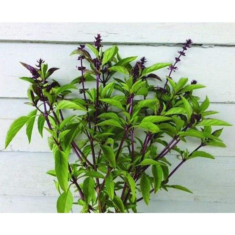Holy Thai Basil Imported Herb 20 Seeds For Garden and Balcony (Air Purifier - Antivirus Medicine Plant)