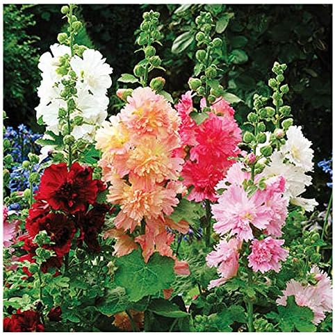 99 Mall Offer Transform Your Garden With Exciting Loose Seeds Of Premium Hollyhock - 20 Plus Loose Seeds By 99 Stores