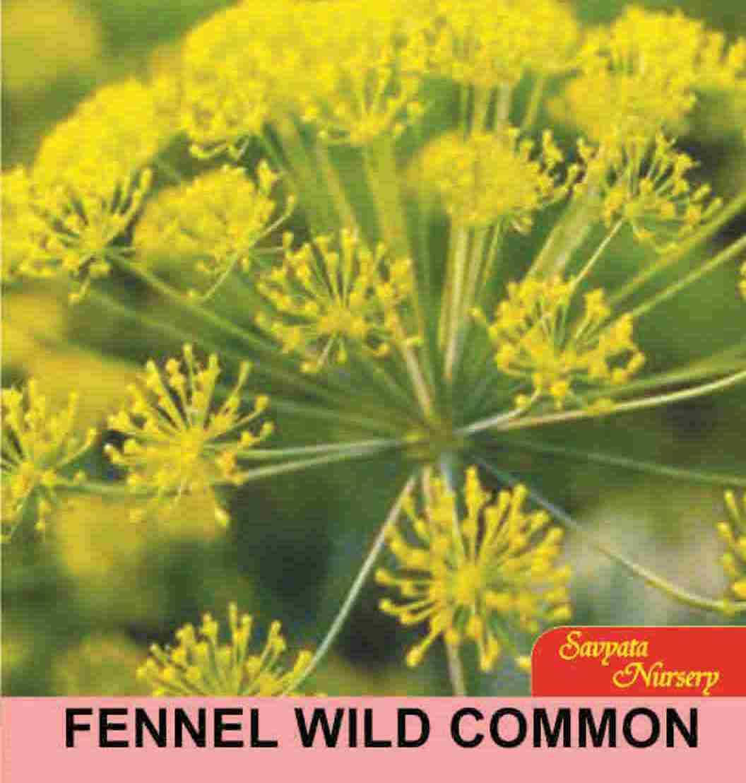 Herb Seeds- 20+ Wild Common Fennel Loose Pack Seeds