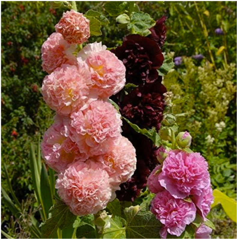99 Mall offer Hollyhock Double Mix Mallow Annual Flowers for Planting 10 Plus Loose Pack Seeds By 99 Stores