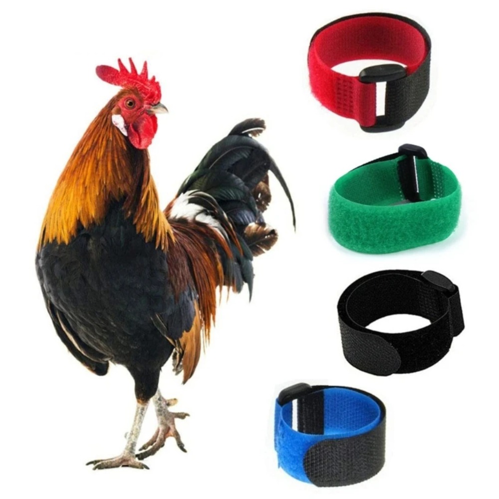 2 pcs New No Noise Rooster Neck Belt Anti-crowing Safe Animals Product Accessories Adjustable Poultry Collar
