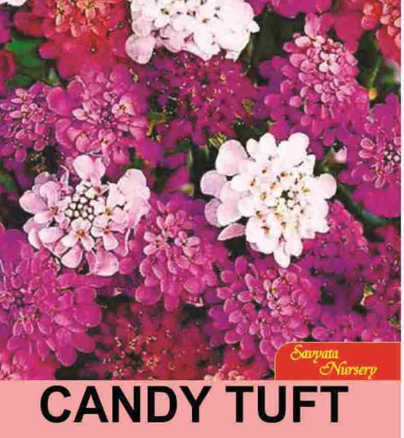 Candy Tuft 20 Plus Seeds Small Pouch Pack For Home Garden, Kitchen Garden, Balcony and Kausi Kheti