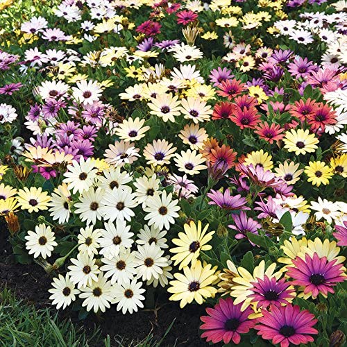 Osteospermum - Akila Grand Canyon Mix - Flower Seeds - 20 Seeds For Garden And Balcony