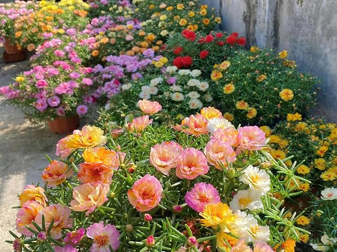 20 Seeds Of Mix Portuluca for Planting (Loose Packet)