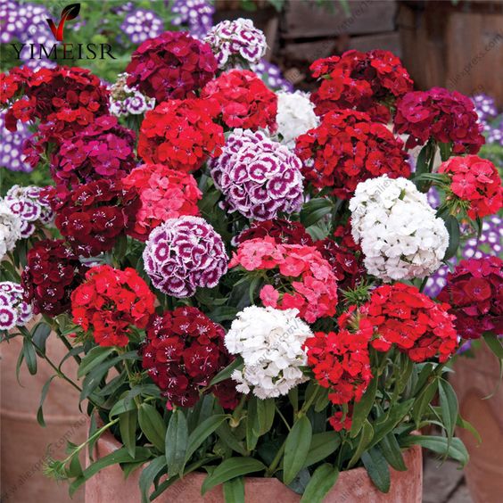 Sweet William 20 Seeds For Summer, Spring And Autumn Best For Garden And Balcony