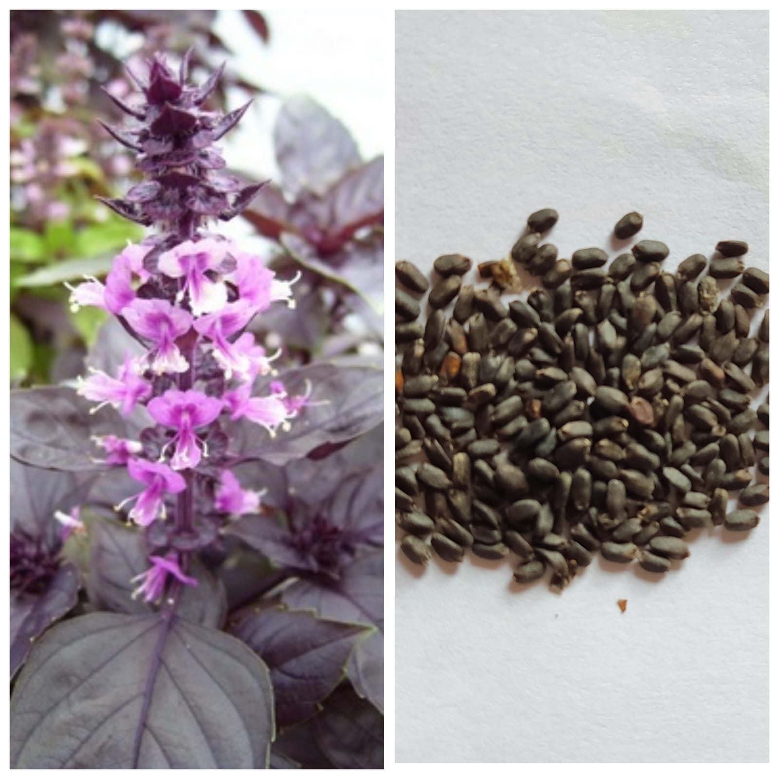 1 Packet Red Basil & Purple Basil Mix Seeds Loose Pack 100 Plus Seed