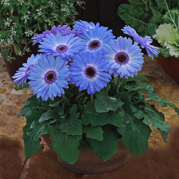 Gerbera Daisy Seeds Majorette Blue Halo Fragrant Bellis Flower Seeds With Mix 1 Pack