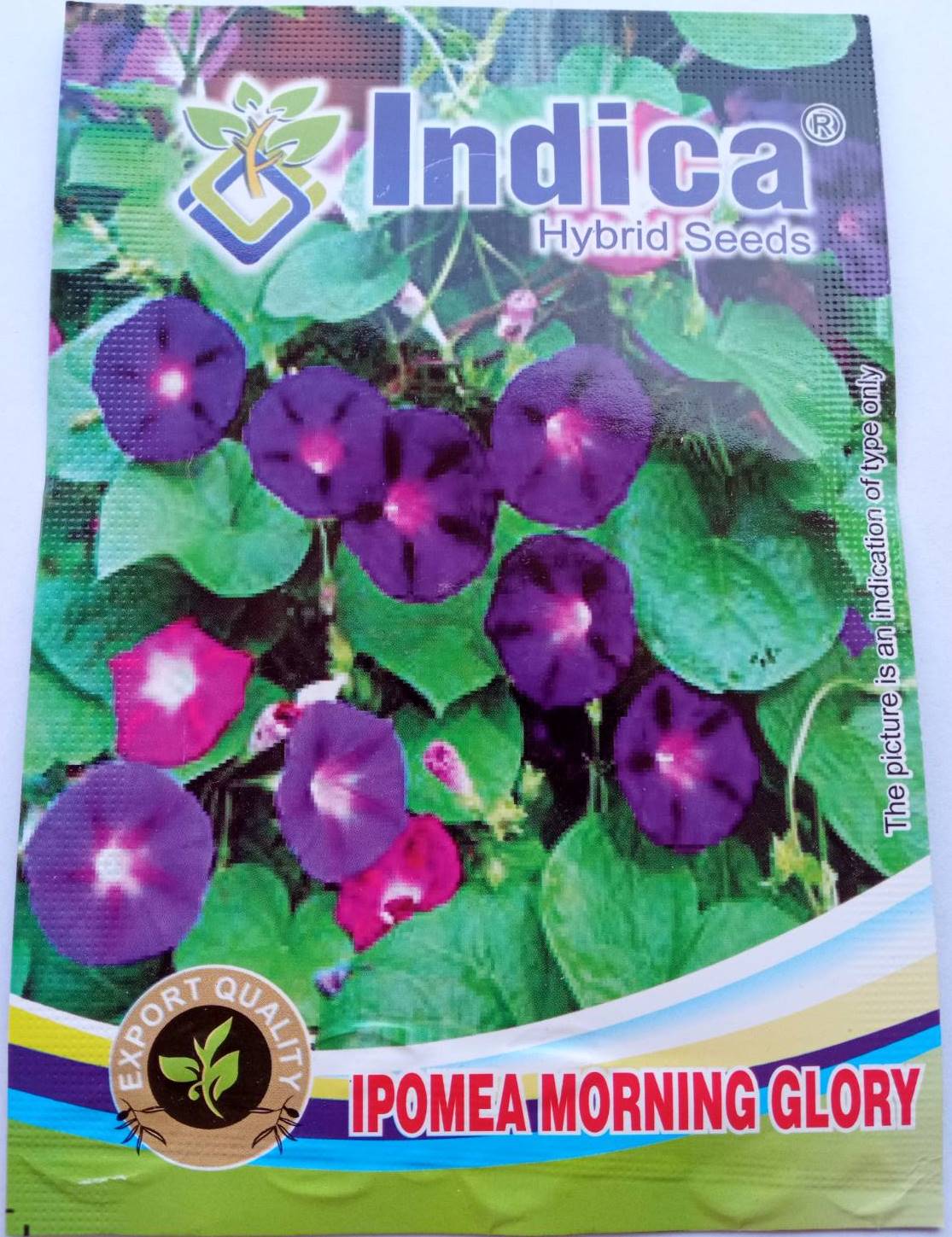 Ipomea Morning Glory Flower Seeds 1 Packet 3 Gram