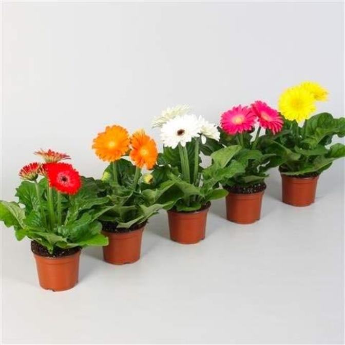 Gardening Gerbera Flower Mix Colours F1 Hybrid 10 Seeds For Garden And Balcony