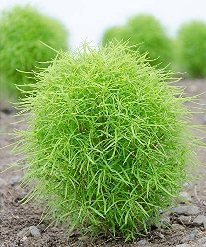 Kochia Scoparia Organic Hybrid Flower seeds For Your Home & Gardening.