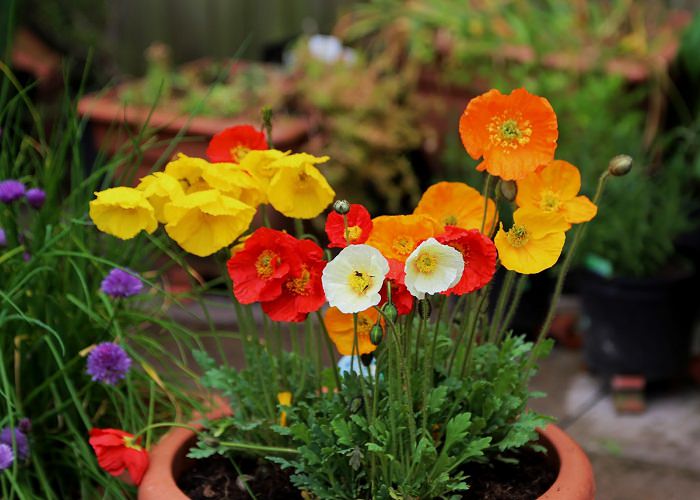 Californian poppy Monarch Art Shades - 20 mixed seed For Garden and Balcony - Summer and Spring