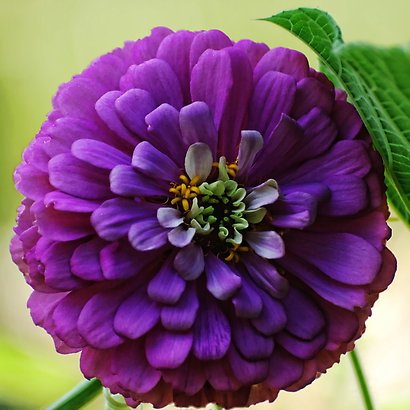 Biocarve Zinnia Elegans Purple- Pack Of 20 Seeds For Garden And Balcony (Easy To Grow) - Summer Season Flower (Best From March To July)