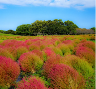 Grass Burning Bush Kochia Scoparia Red And Green Flower Mixed 20 Seeds For Garden