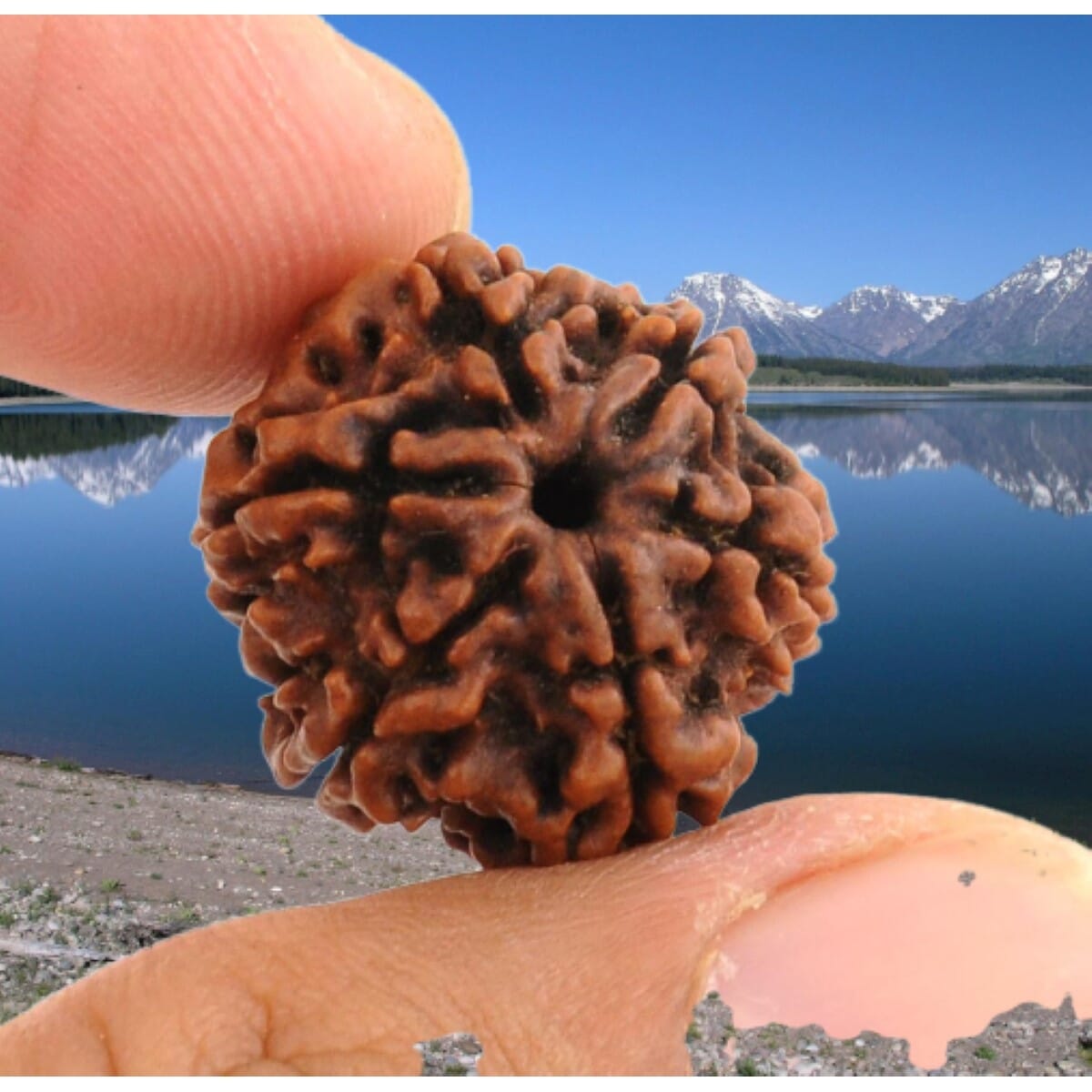 2 Pcs Rudraksha Original Nepali Six Faced 6 Mukhi Rudraksha