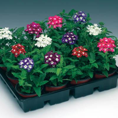 1 Packet Daisy Mix Flower Seeds