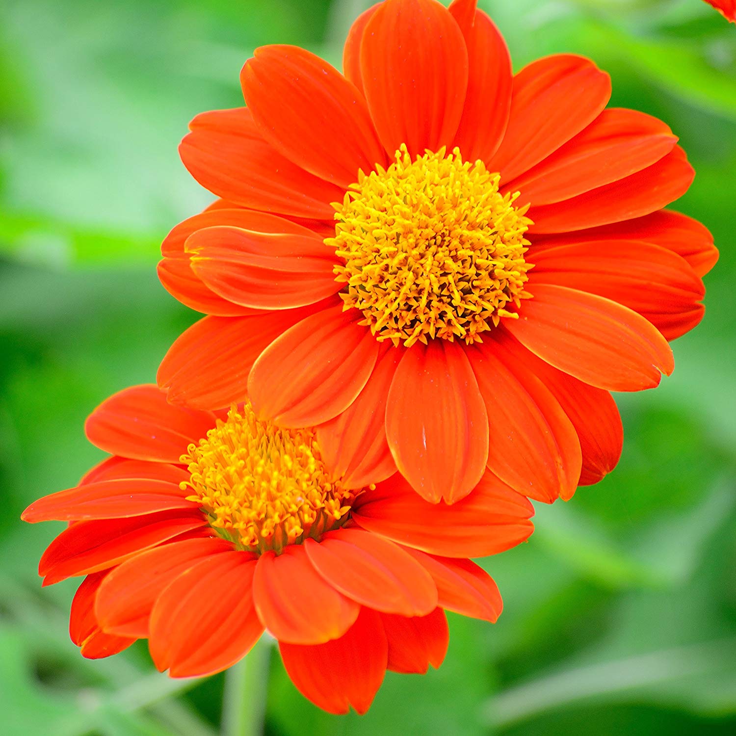 Orange, Red, Yellow Mixed Tithonia Mexican Sunflower Plant Seed For Garden And Balcony 20 Mixed Seeds For All Time All Seasons