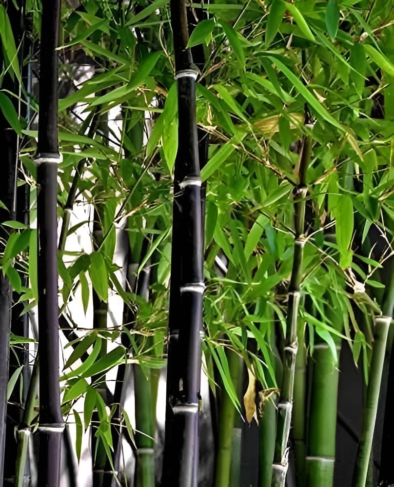 30+ Exotic Black Bamboo Seeds for Fast Growing - Phyllostachys nigra Ornamental Plant Hardy Landscaping Privacy Screen