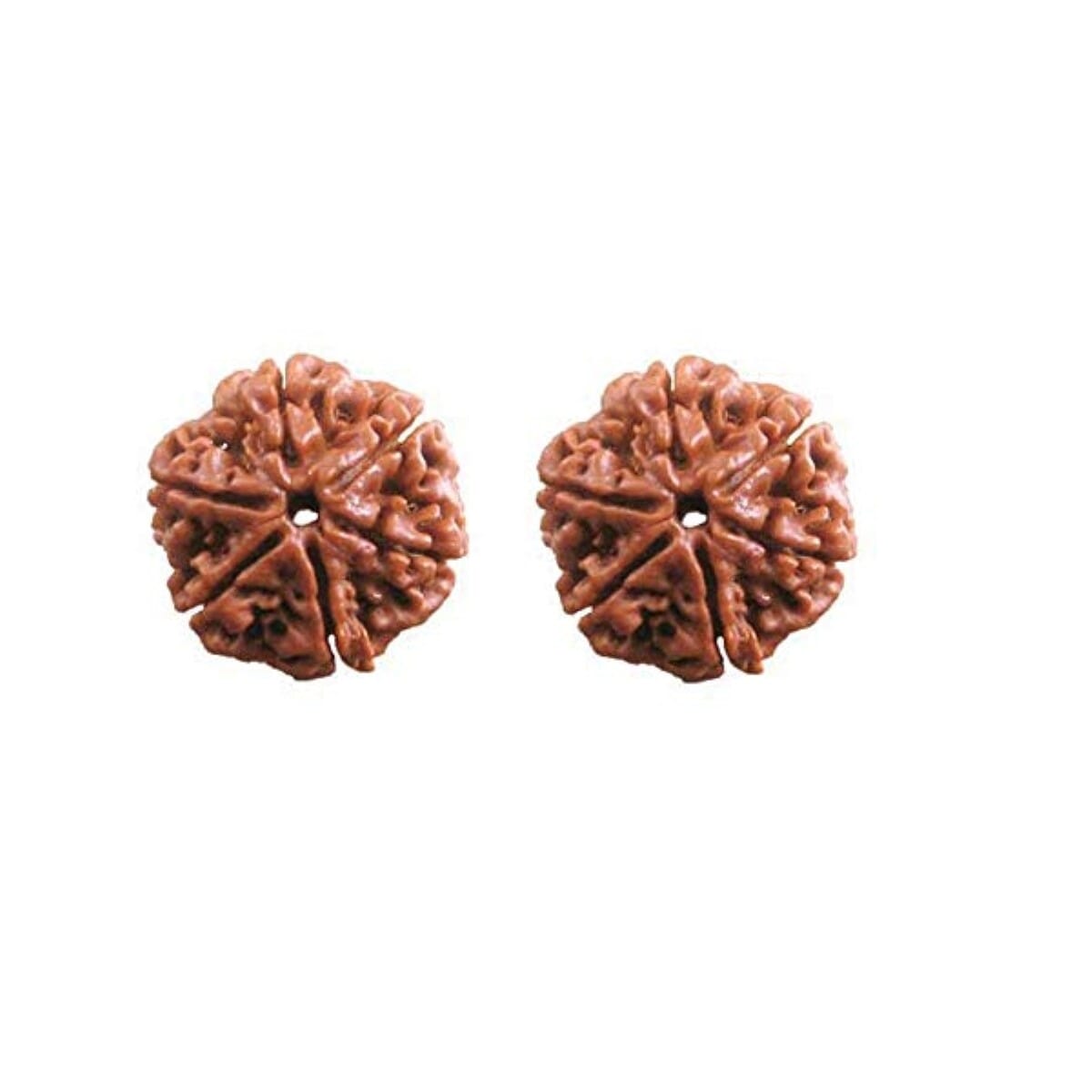 2 Pcs Rudraksha Original Nepali Six Faced 6 Mukhi Rudraksha