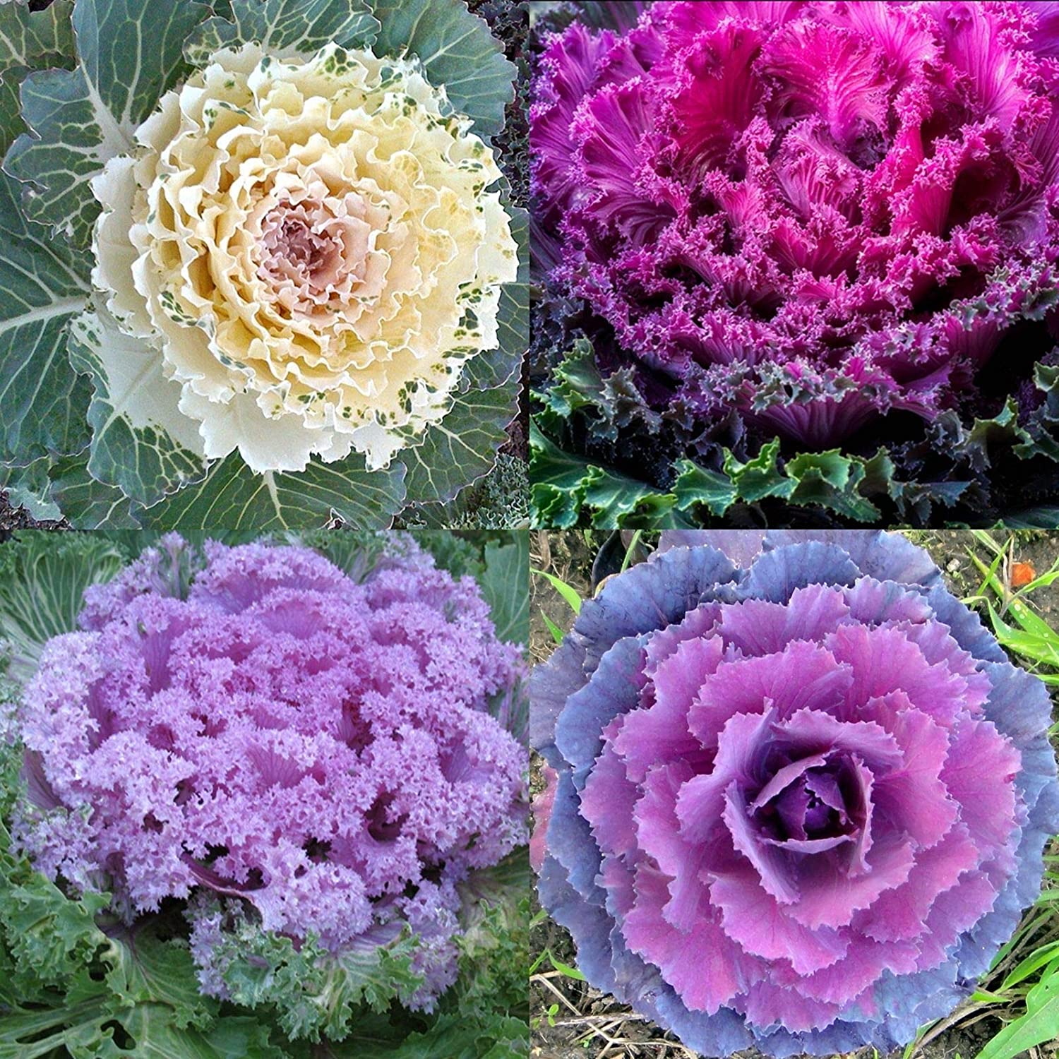 Ornamental Kale Seeds Autumn Garden Vegetable Flowering Cabbage jocad (60 Seeds)