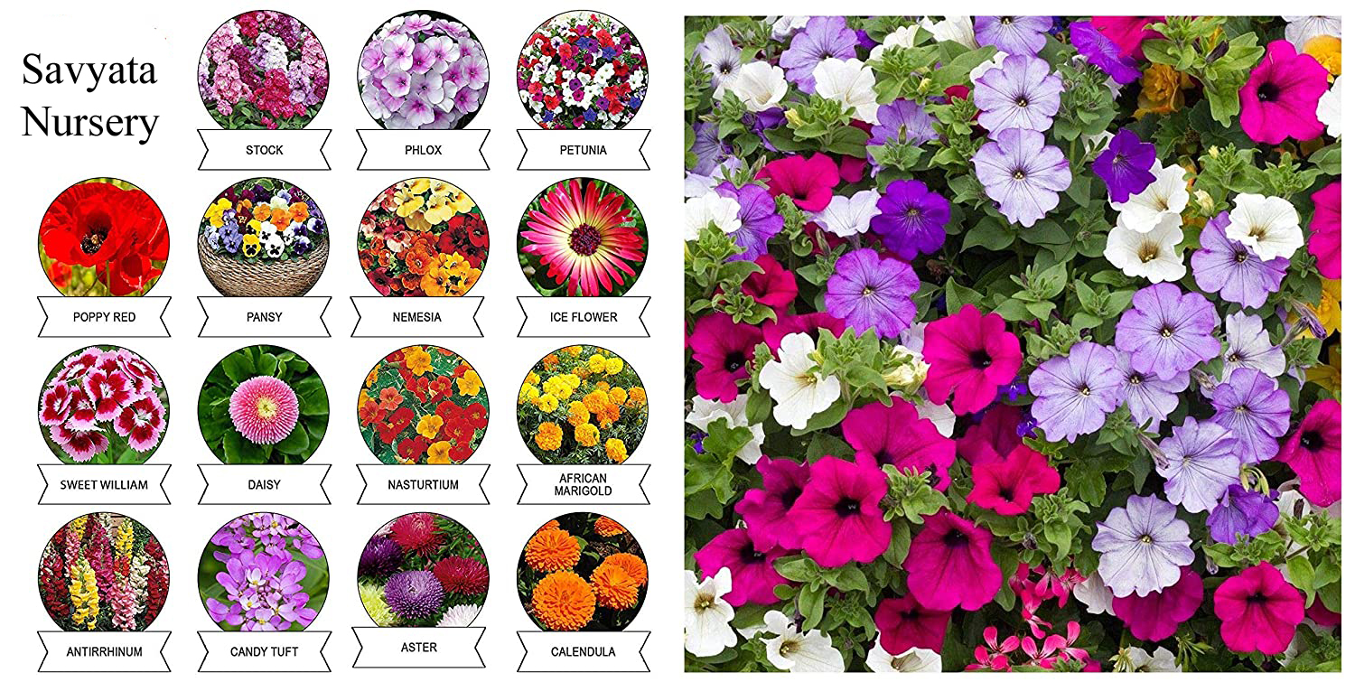 All Time All Seasons 10 Types Of Flower Seeds - Baramase Flower Seeds