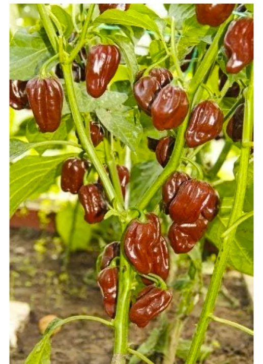 Wayland Chiles Habanero Chocolate Chile Seeds 10 Plus Loose Pack Seeds