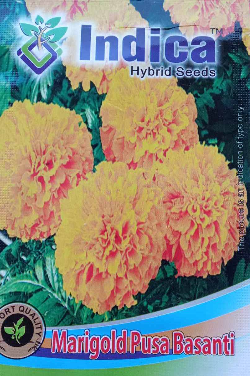 1 Packet Omaxe Babuna White Hybrid Imported Flower 50 Plus Seeds