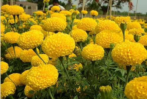 Pusa Basanti Yellow Marigold/Genda 20 Seeds