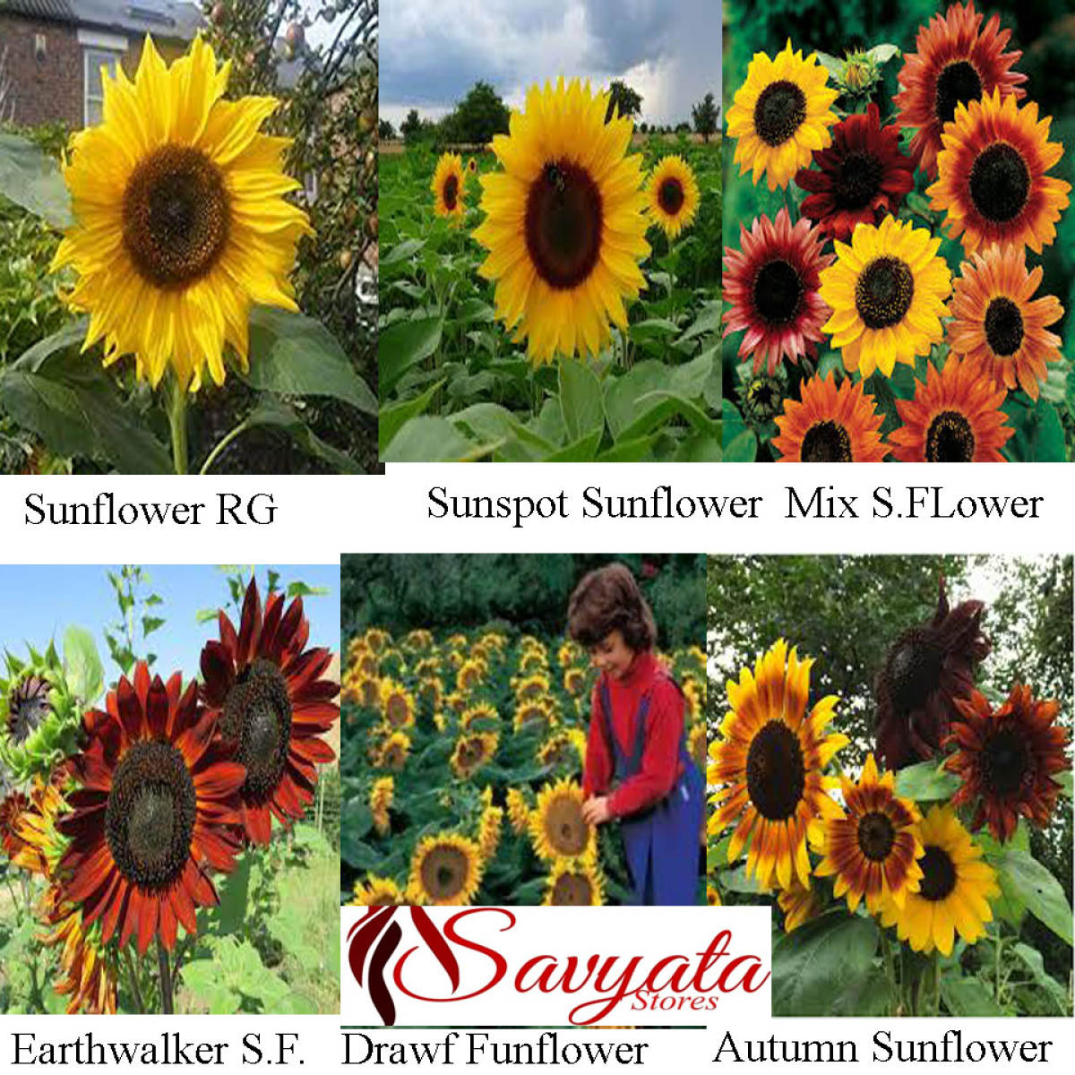 6 Types Of Flower 120 Seeds For Terai Region All Time - All Seasons Baramase Seeds (20 Seeds Each)