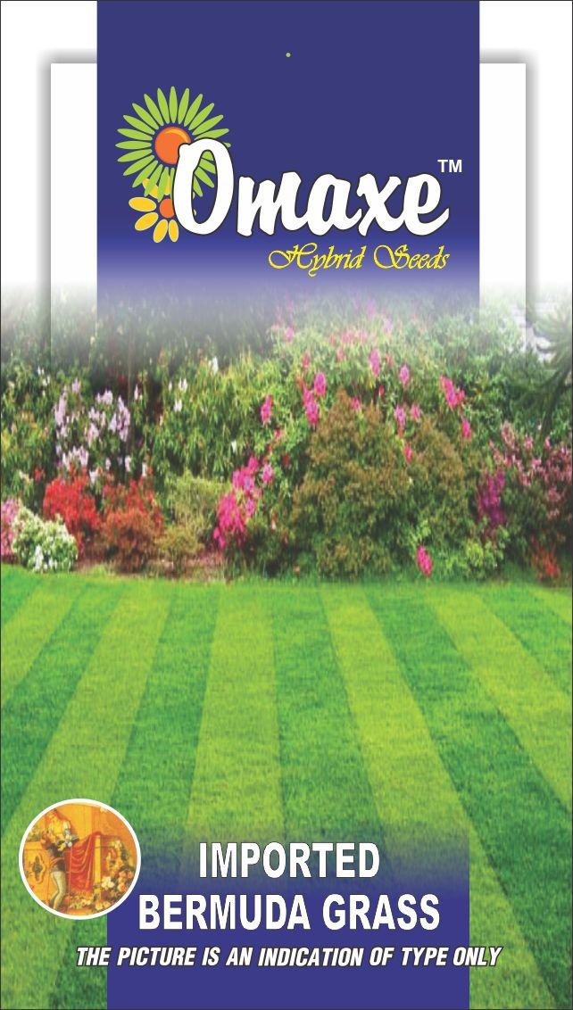 1 Packet Omaxe Imported Bermuda Grass Seeds For Planting - High Germination Rate Fresh & New Seeds by Thabhu
