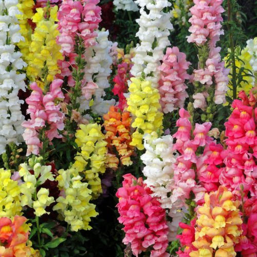 Snapdragon Flower | Antirrhinum Majus Seeds | Autumn, Late Winter and Spring Variety Flower Seeds 1800+ Seed
