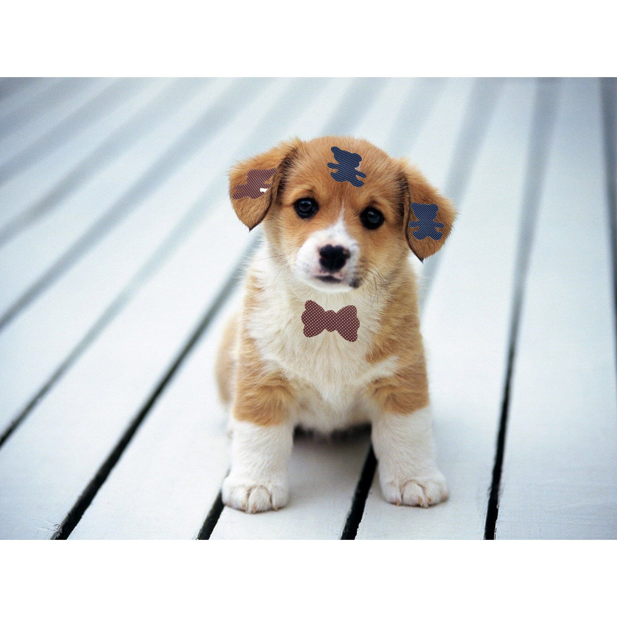Hair Styling Bangs Grip Sticker Pets Neck Accessory Dogs Waterproof Print Self Adhesive Long Lasting