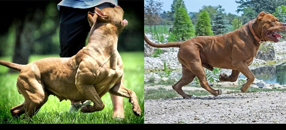 Dog Muscle Builder Supplement | Builder Protein Powder for Pit bull and Other Breeds - 300gm