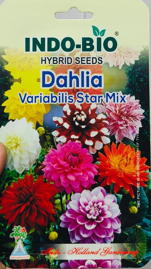 99 Mall offer Dahlia Variabilis Star Mix Flower Seeds - Vibrant, High Germination & Easy to Grow (1 Packet) By 99 Stores