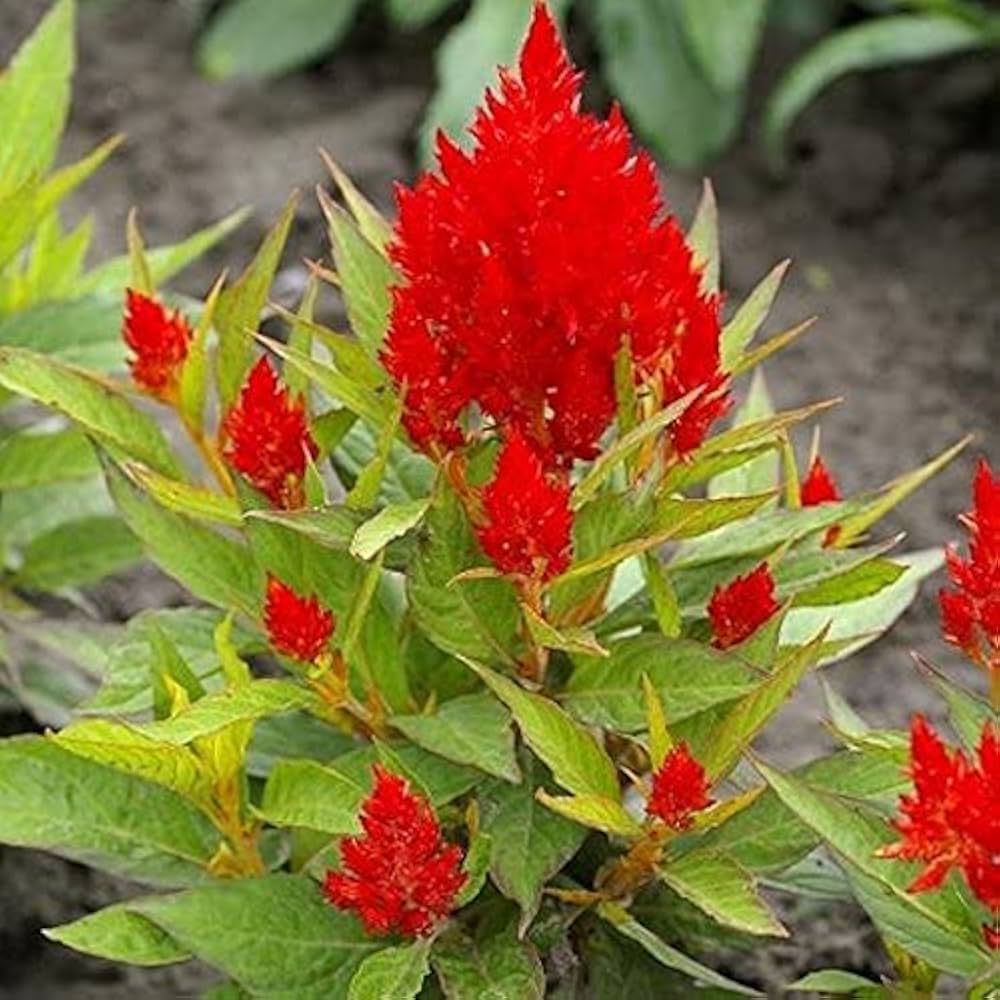 Celosia Pulmosa Mixed Flower Seeds Seed, Loose Seeds Pack, 20+ Loose Seeds, Best Quality Seeds with High Germination Rate
