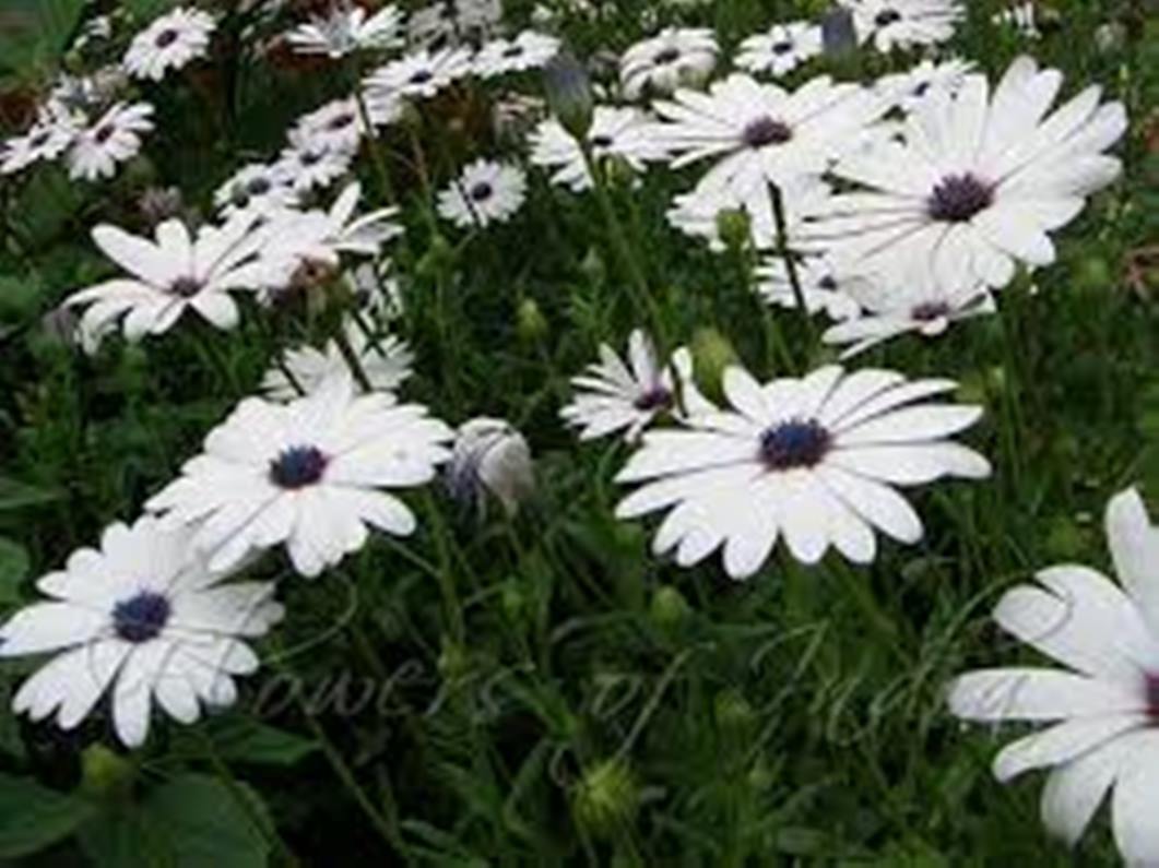Demorphoteca Flower Seeds 3 Gram