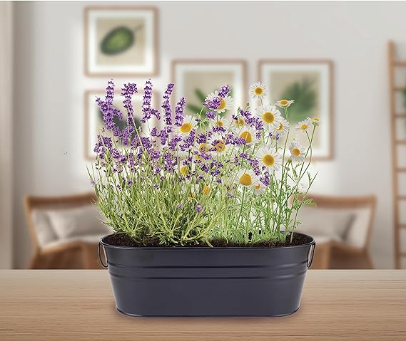 Ourdoor / Indoor Herb Seeds For Home Garden Collection - 3 Variety Of Herb Seeds Pack 5 Seeds Each Loose Pack (Chamomile Seeds / Lavender Seeds / Rosemary Seeds)