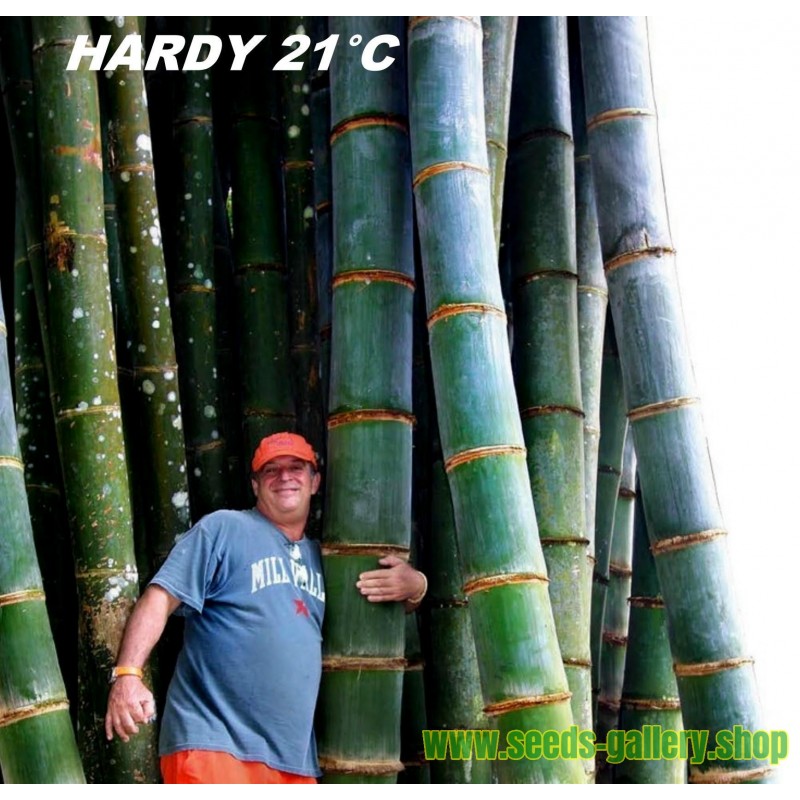 Bamboo Seeds - Big Bamboo 30 Plus Seeds
