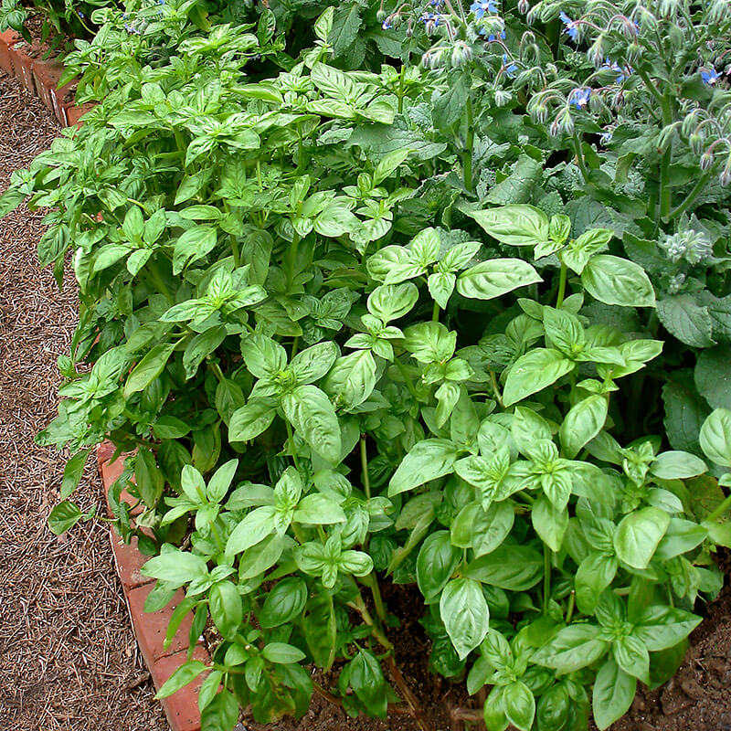 Basil Genovese Green Baramase - All Time All Seasons 20 Plus Seeds