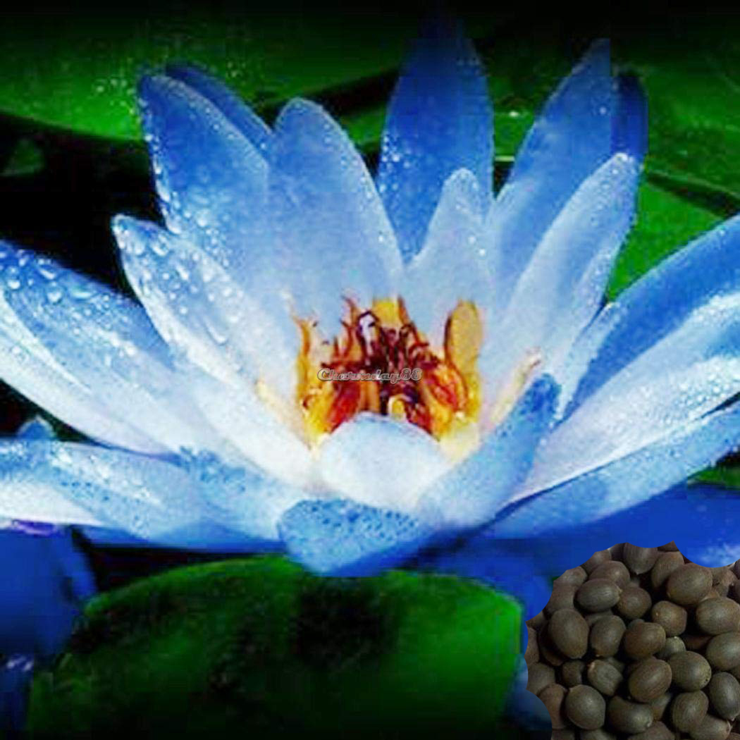 Mixed Lotus Seeds - Bonsai Bowl Lotus Aquatic Plants Indoor 10pcs Water Lily