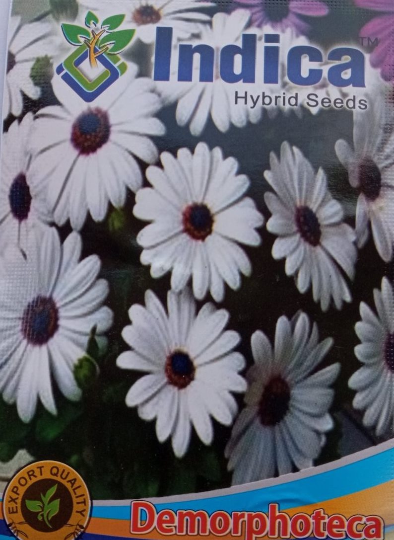 Demorphoteca Flower Seeds 3 Gram