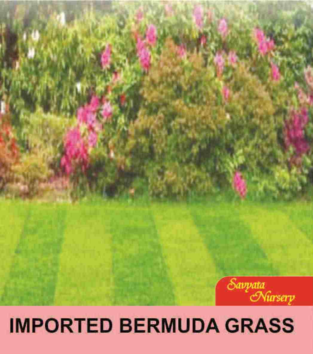 Imported Barmuda Grass 100 Seeds Pack For Home Garden, Kitchen Garden, Balcony and Kausi